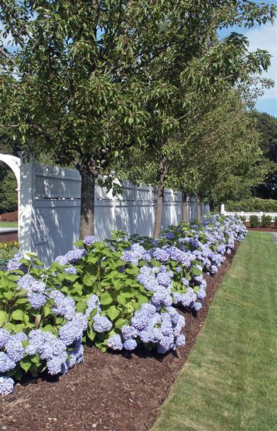 304 Parker Road Osterville, MA 02655 - Photo 4 of 15 a bunch of flowers are in a garden