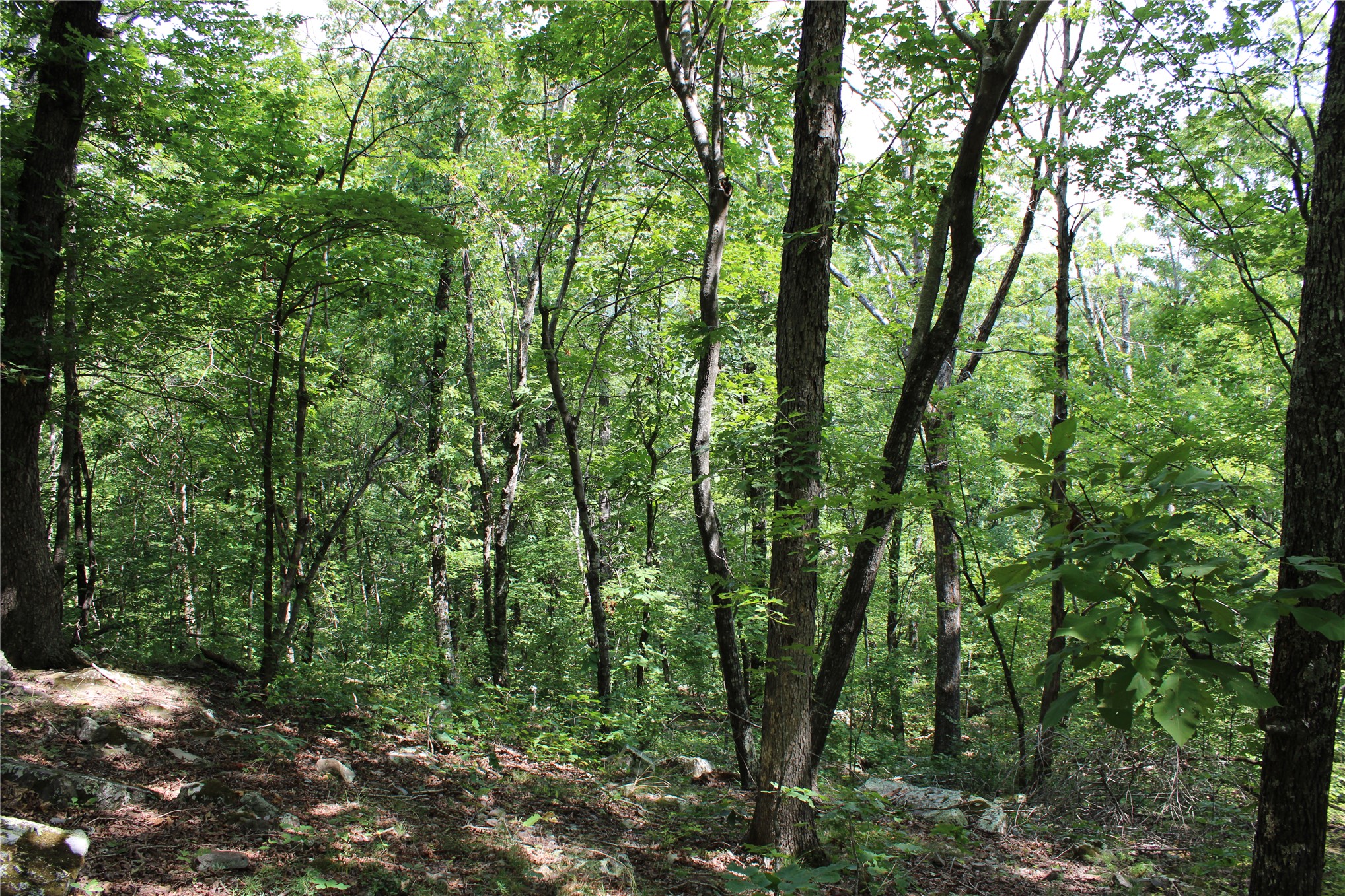 Buffalo Mountain Road Talihina, OK 74571 - Photo 13 of 25 Wooded landscape featuring a diverse canopy of mature trees and varied undergrowth