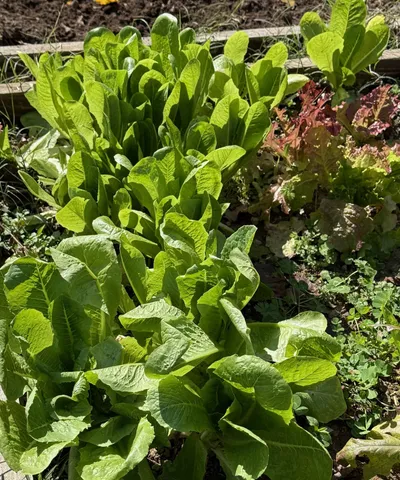 a view of a bunch of plants and trees