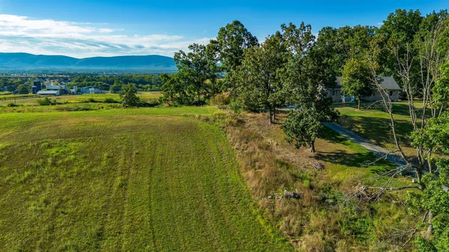 a view of a yard with plants and large trees