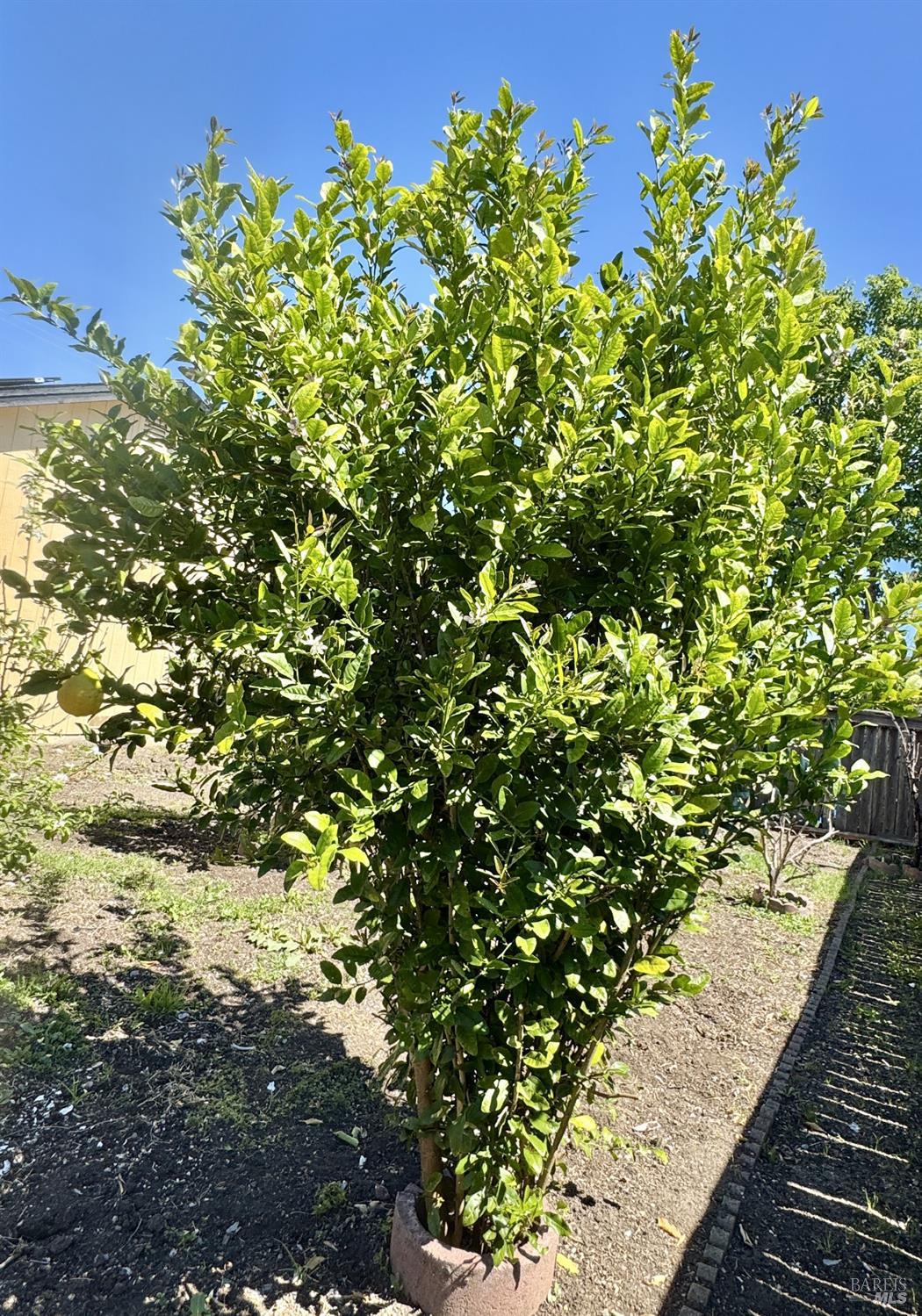 1836 Hearn Avenue Santa Rosa, CA 95407 - Photo 19 of 22 a view of a yard with plants