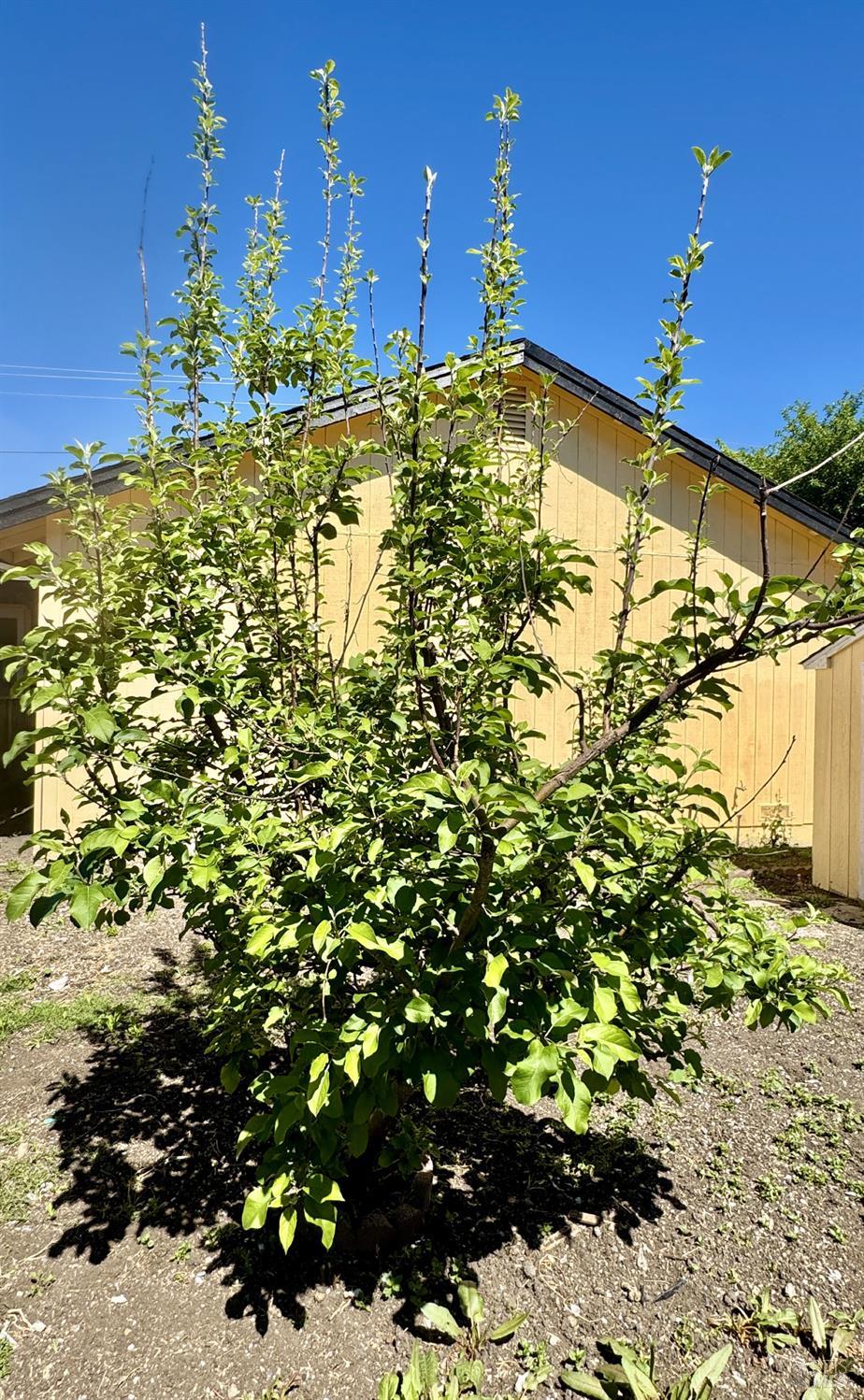 1836 Hearn Avenue Santa Rosa, CA 95407 - Photo 20 of 22 a view of a big yard