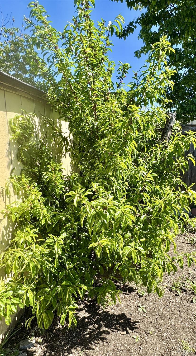 1836 Hearn Avenue Santa Rosa, CA 95407 - Photo 21 of 22 a view of a tree with a yard