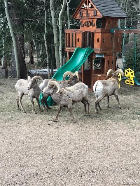 7721 County Road 43 Bailey, CO 80421 - Photo 48 of 49