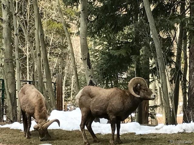 7721 County Road 43 Bailey, CO 80421 - Photo 49 of 49