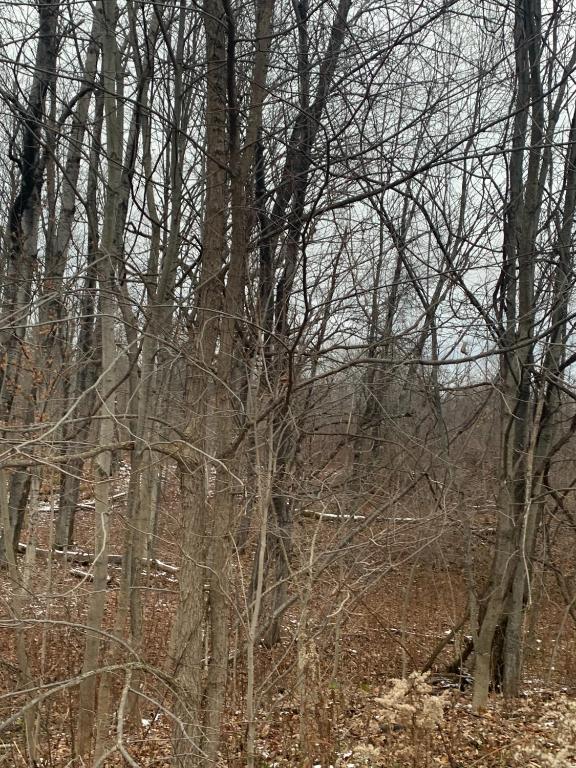 0 Phillips-Odell Road Mount Upton, NY 13809 - Photo 4 of 9