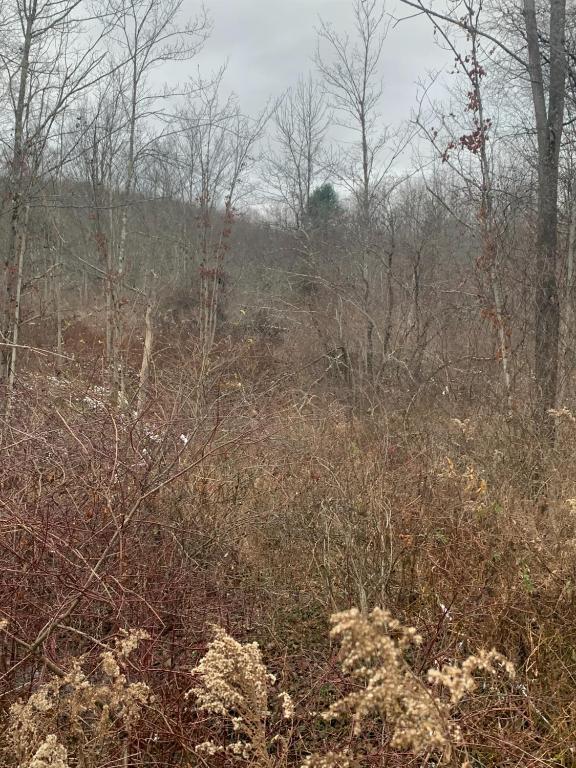 0 Phillips-Odell Road Mount Upton, NY 13809 - Photo 5 of 9