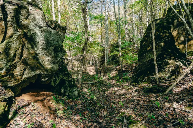 a view of a lake in middle of forest