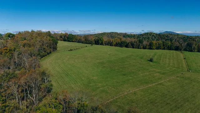 a view of a big yard with plants and large trees