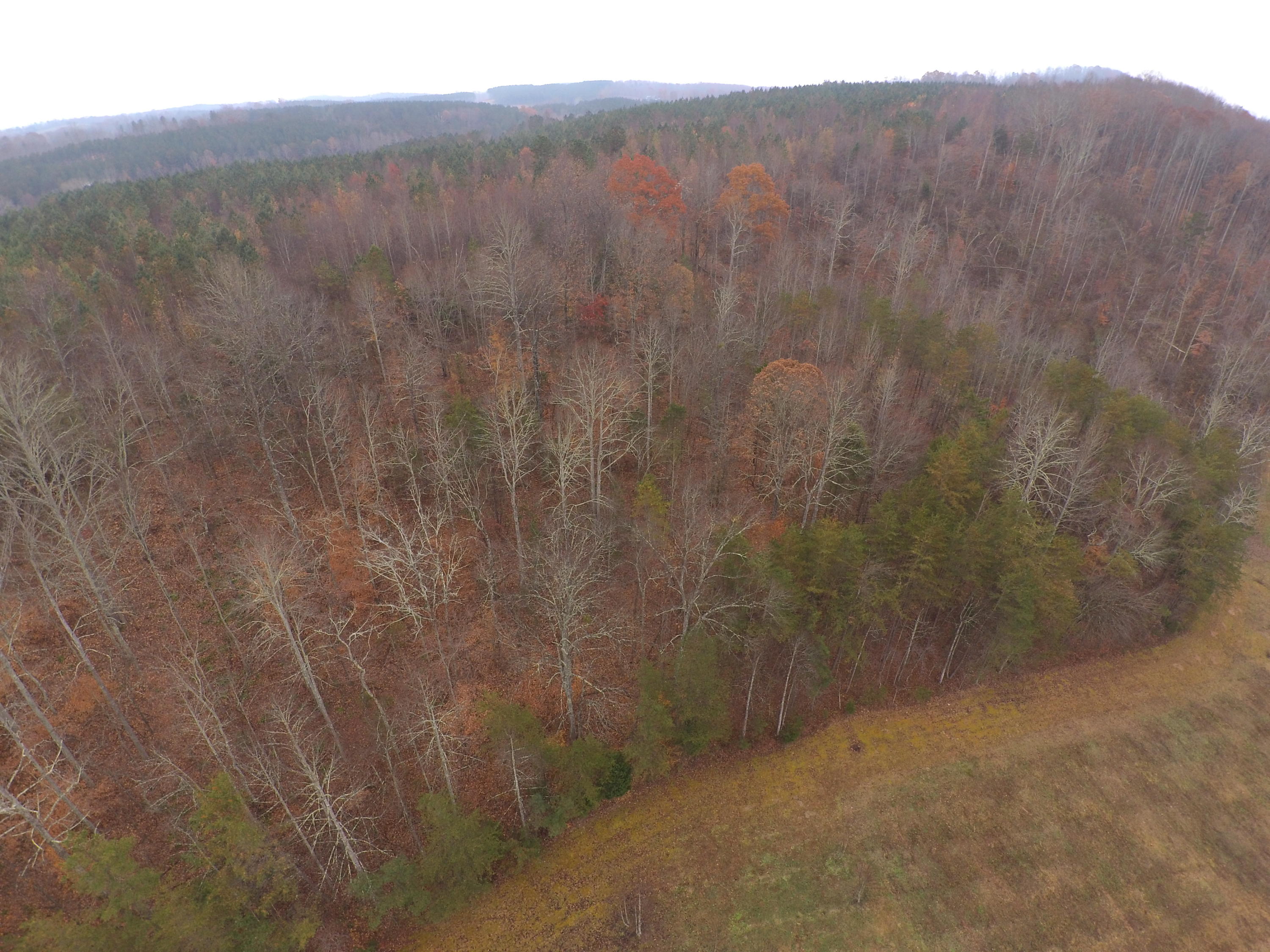 Lot 9 Buckner Road Philadelphia, TN 37846 - Photo 6 of 7 Treeline In Autumn