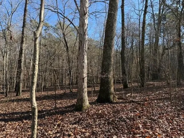 a view of a forest filled with trees