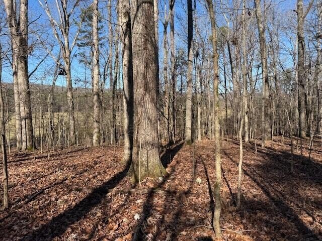 1 County Road 751 Valley Head, AL 35989 - Photo 4 of 17 a view of a backyard of the house