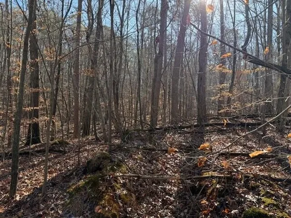 a view of a backyard of the house