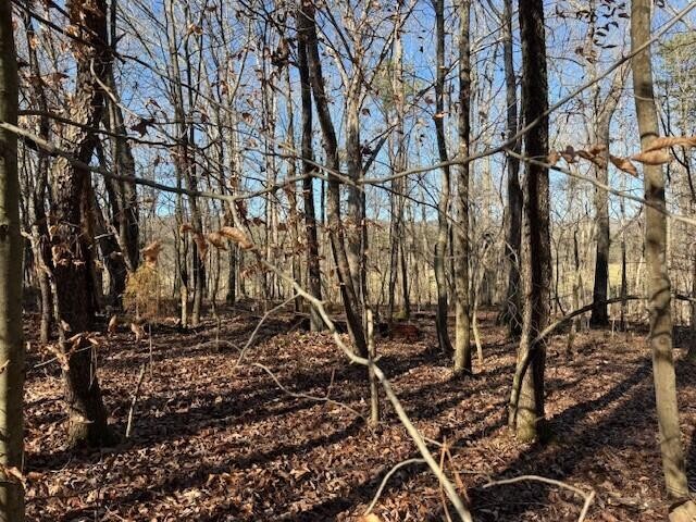 1 County Road 751 Valley Head, AL 35989 - Photo 7 of 17 a backyard of a house with lots of green space