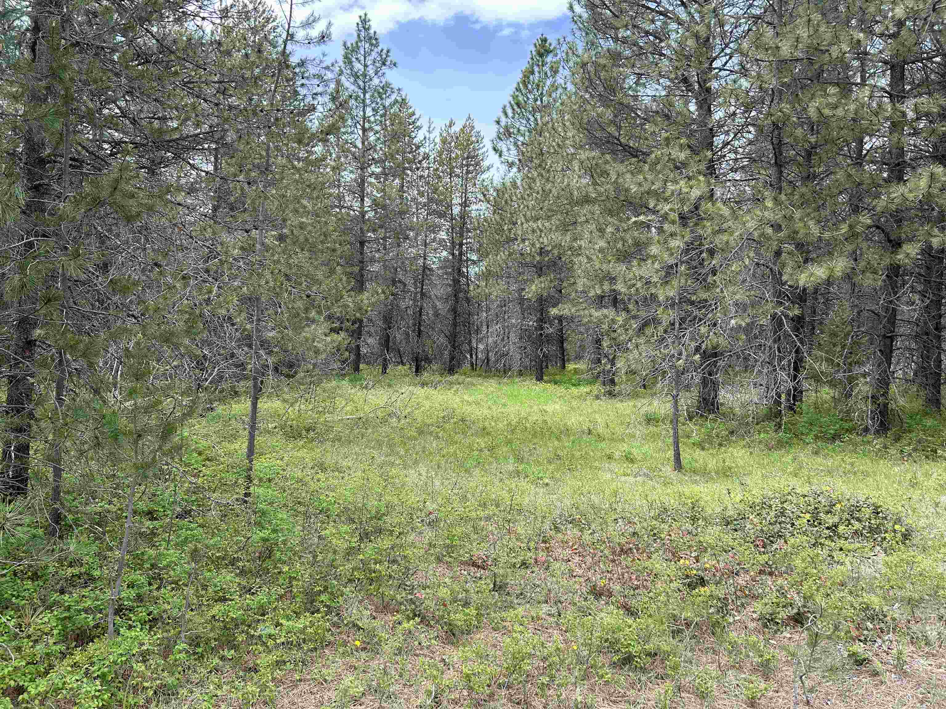 Xxx North Division Road Deer Park, WA 99006 - Photo 2 of 9