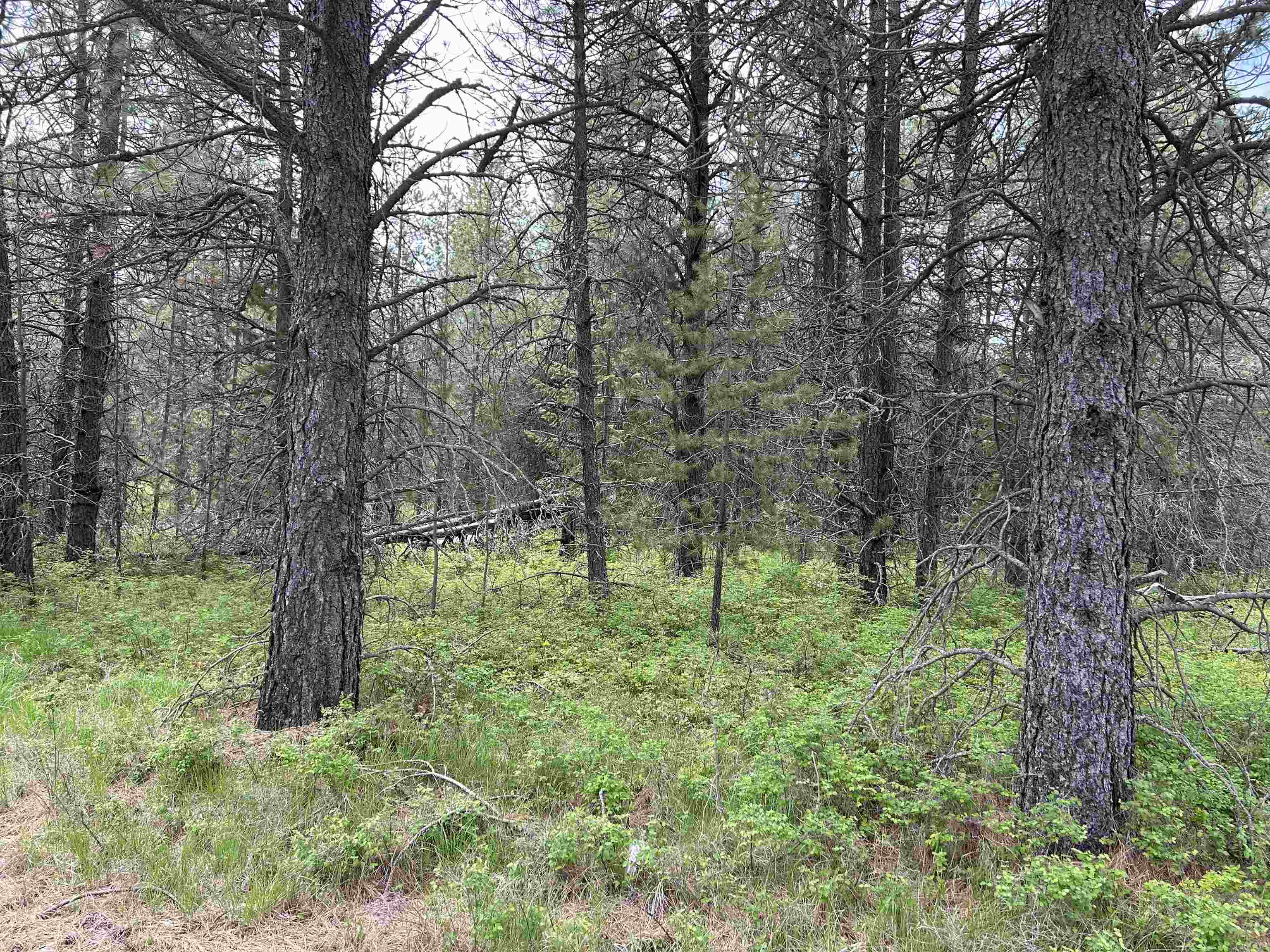 Xxx North Division Road Deer Park, WA 99006 - Photo 4 of 9