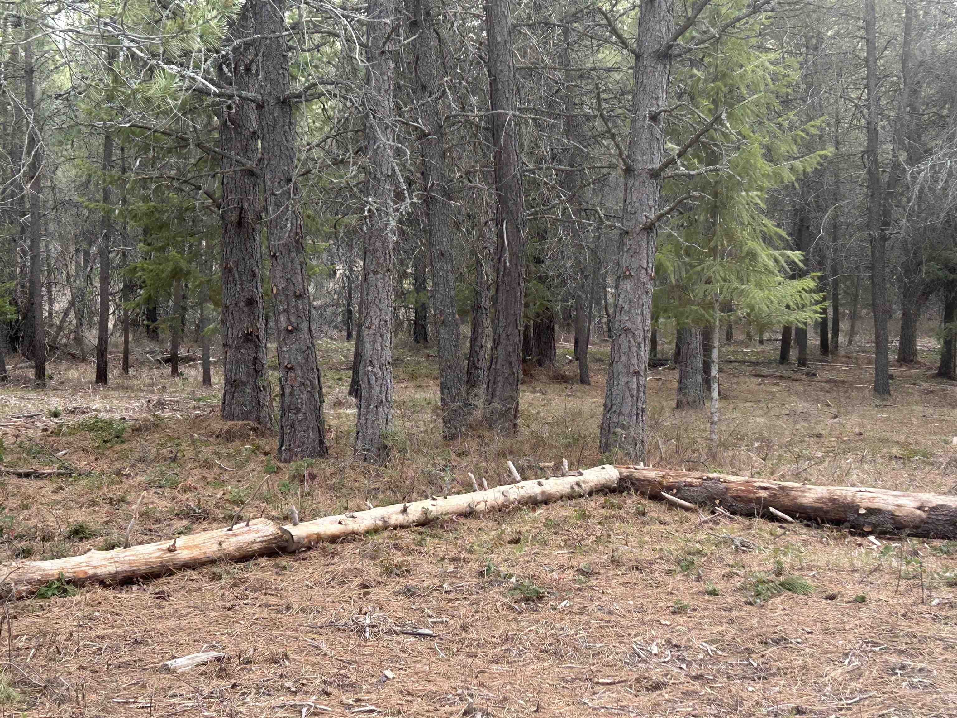 Xxx North Division Road Deer Park, WA 99006 - Photo 6 of 9