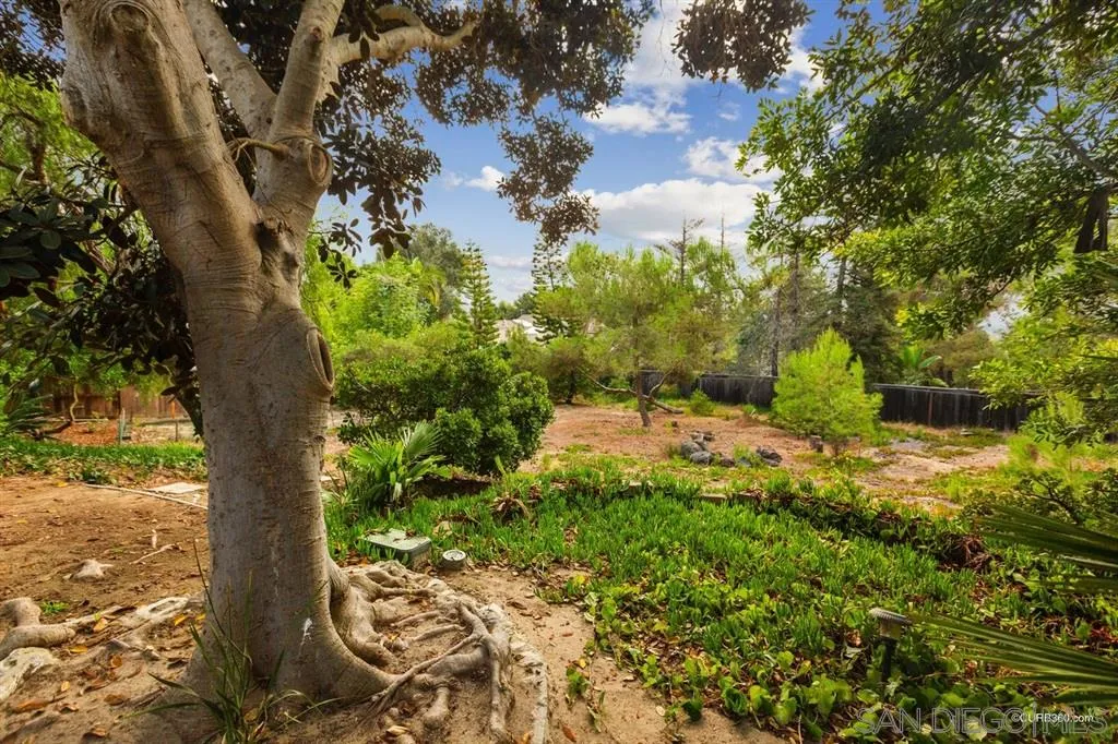 1156 Wild Canary Lane Encinitas, CA 92024 - Photo 5 of 20 a view of a yard with plants and a large tree