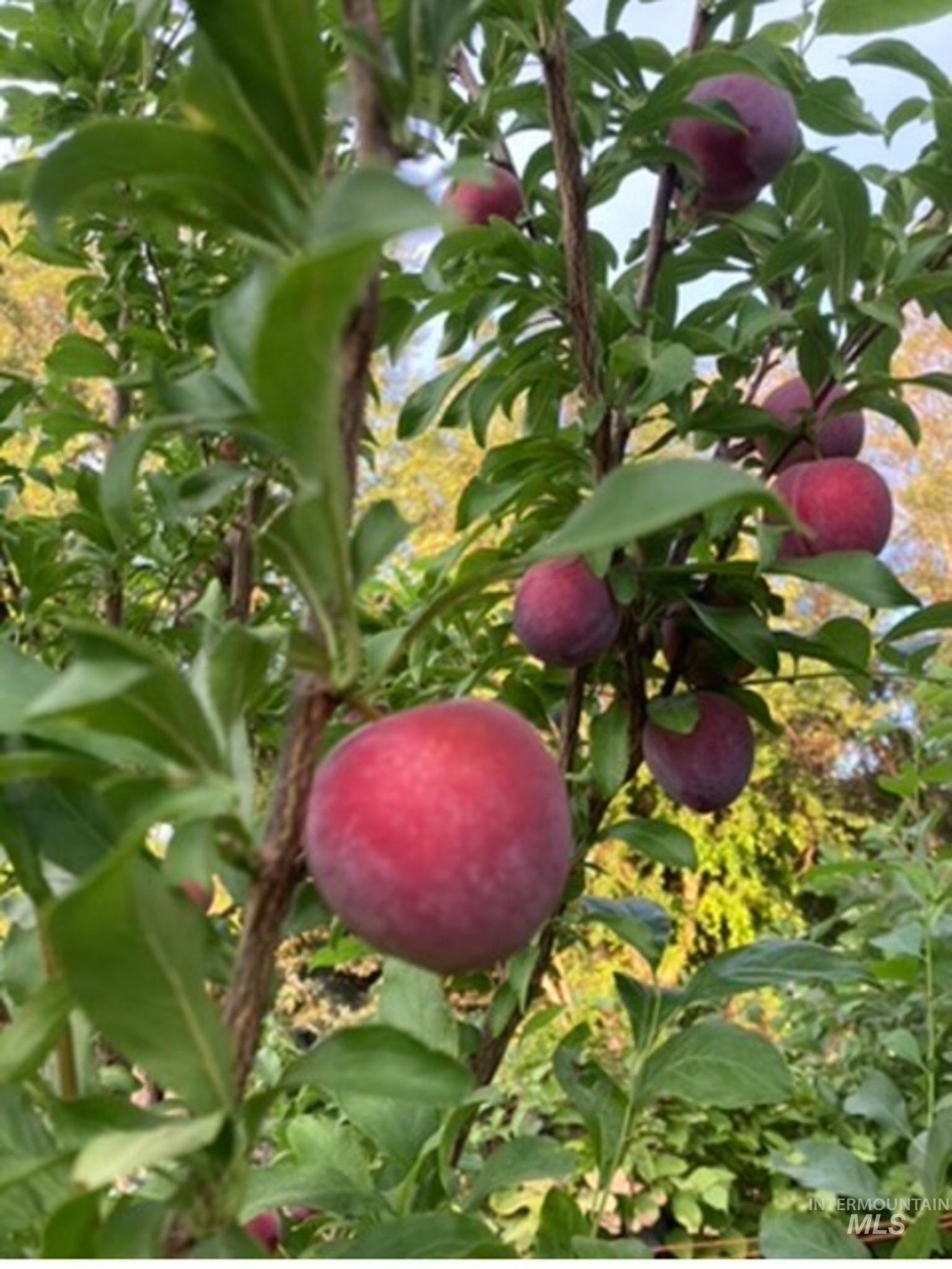 2676 South Velvet Falls Way Meridian, ID 83642 - Photo 42 of 49