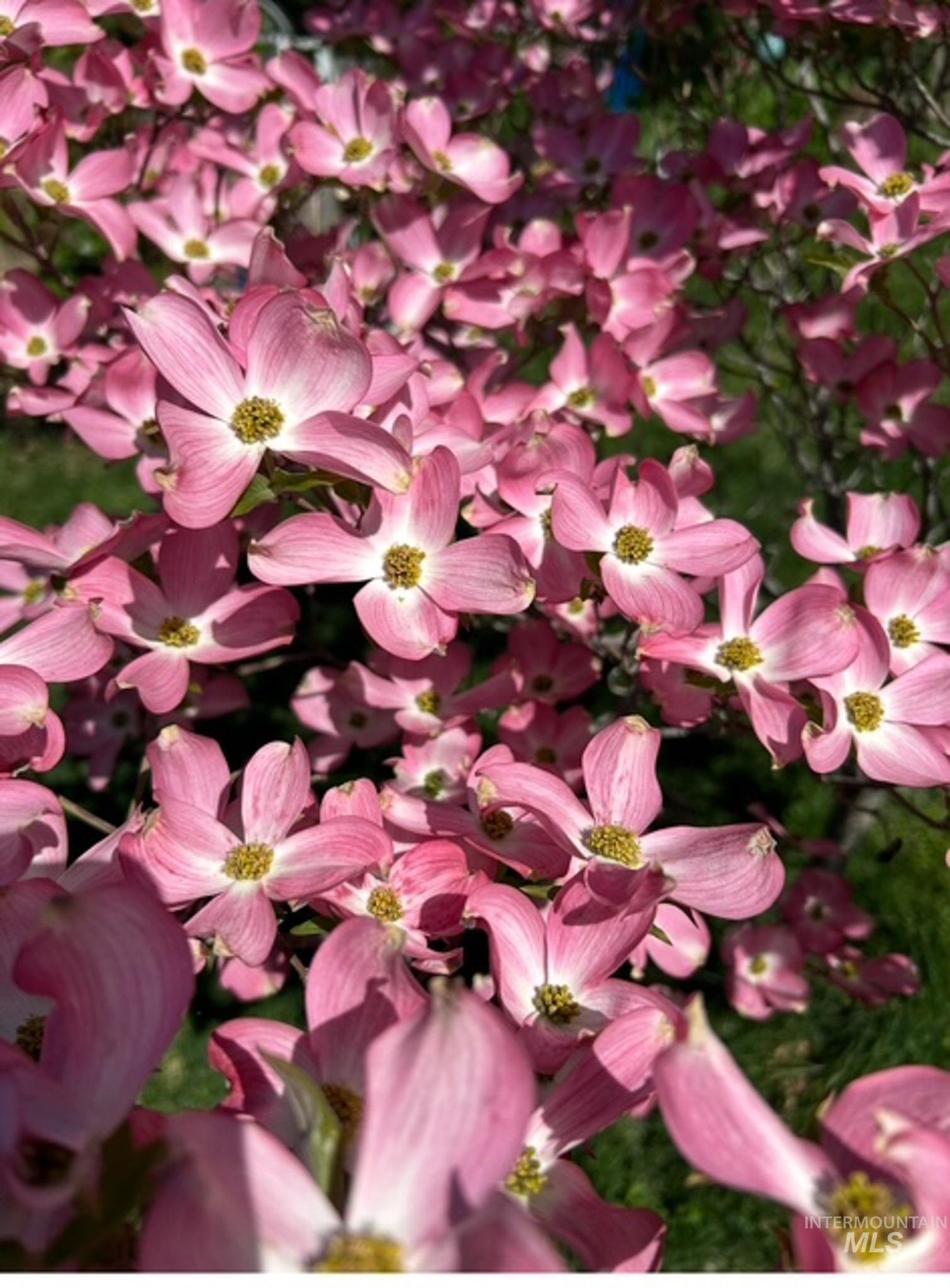 2676 South Velvet Falls Way Meridian, ID 83642 - Photo 46 of 49