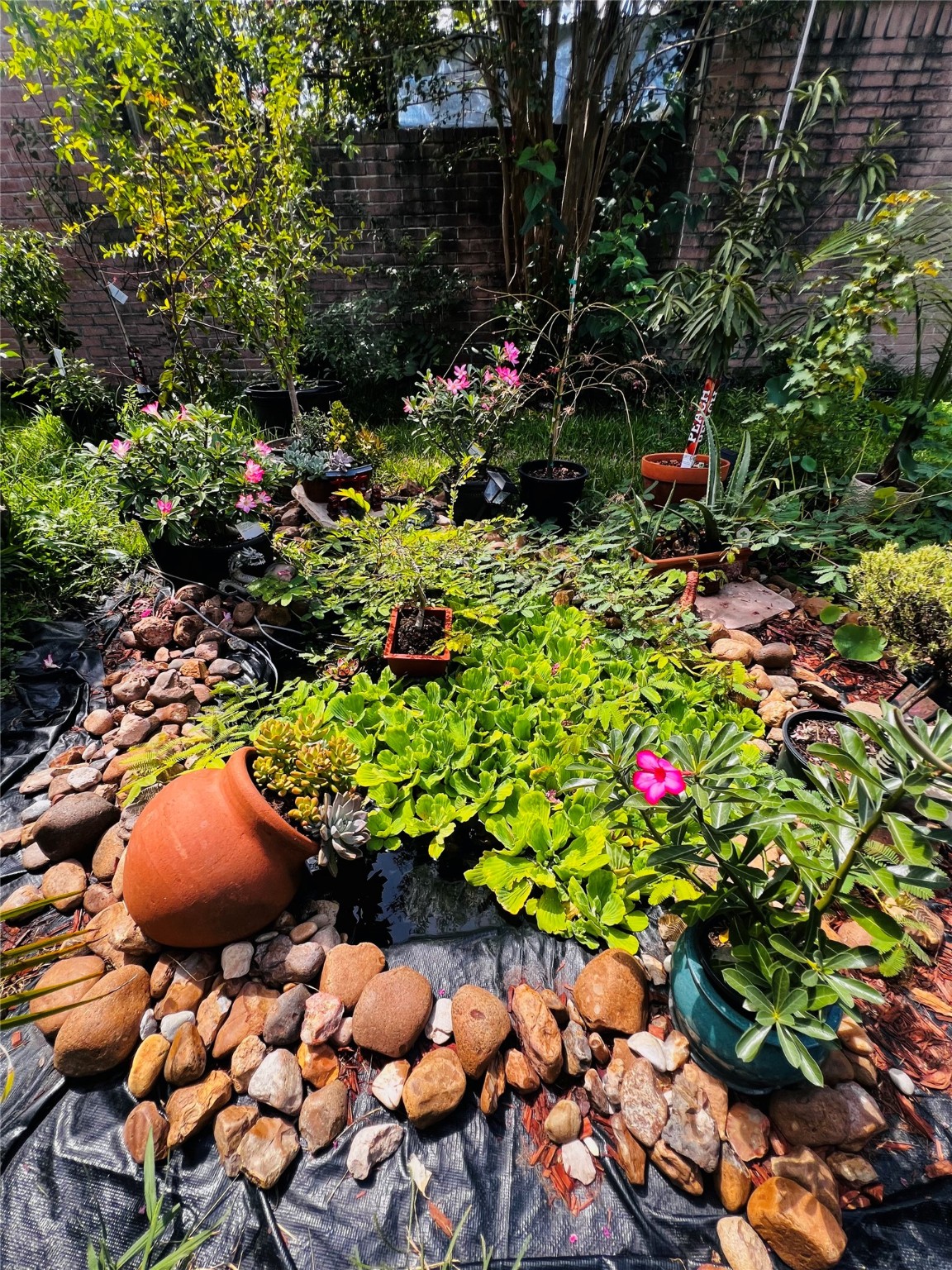 9415 Danforth Way Houston, TX 77083 - Photo 10 of 10 a bunch of flowers in a tree