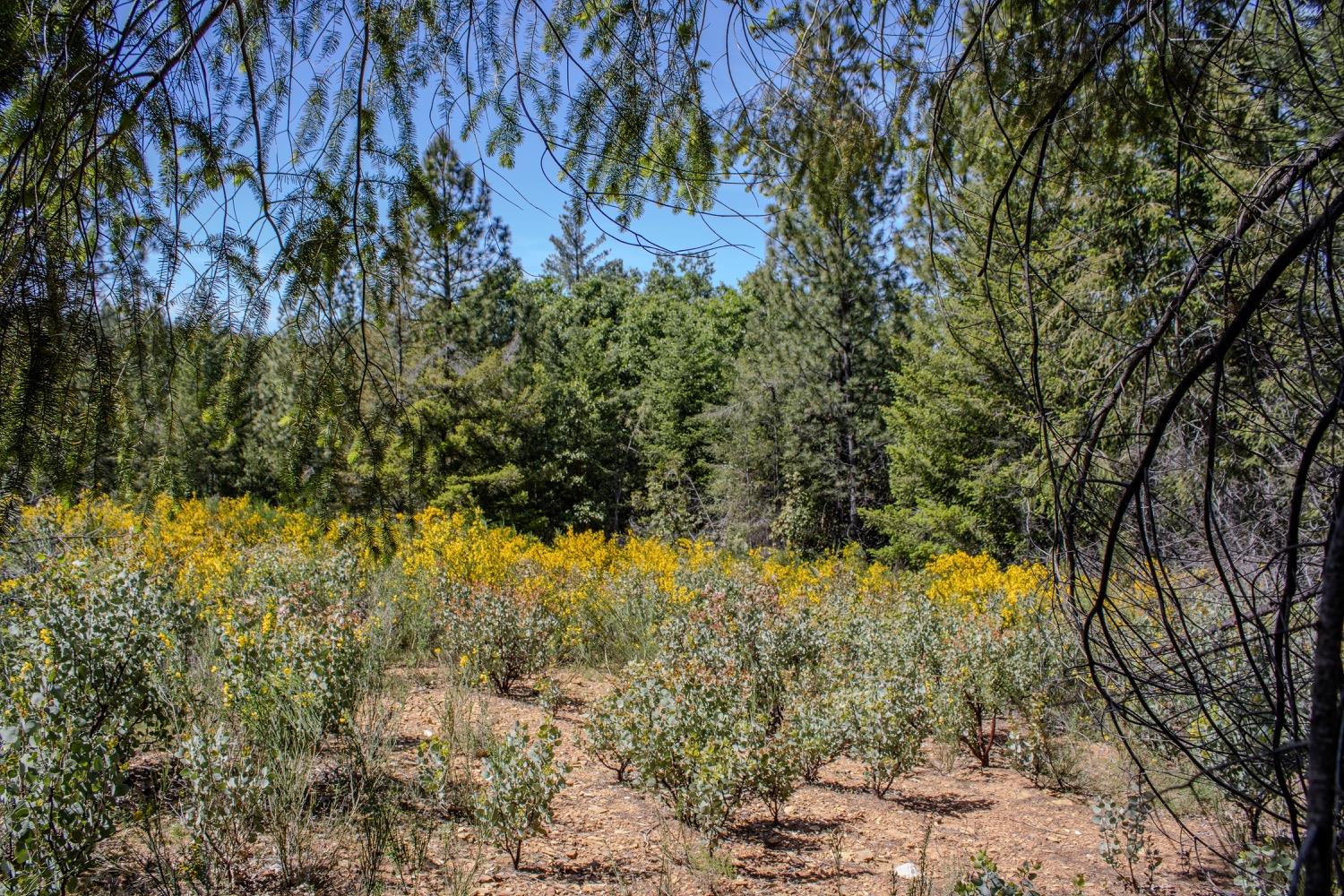 5734 Wilder Road Georgetown, CA 95634 - Photo 29 of 93 Gallery Image 29