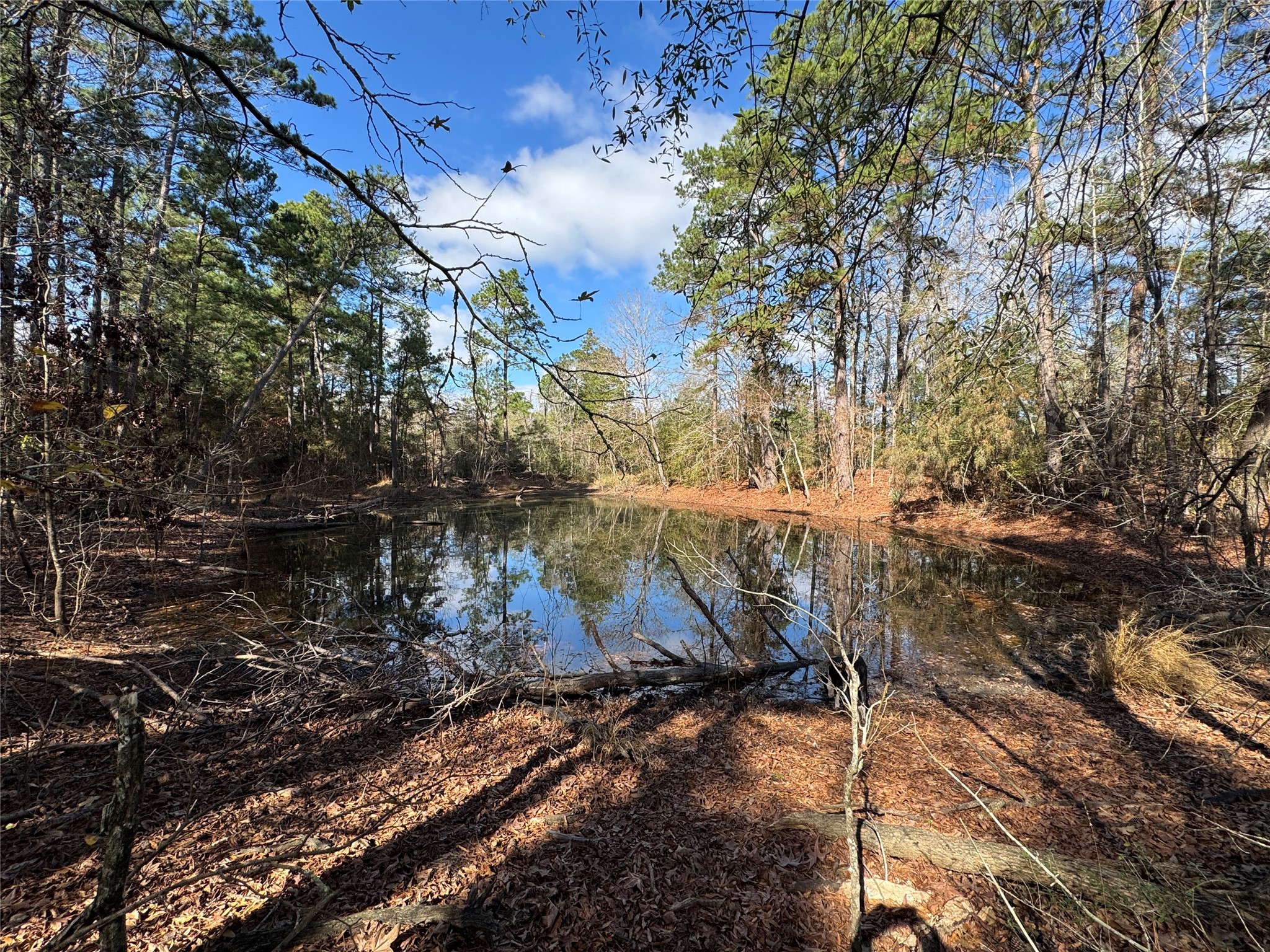 55 Lake Road Huntsville, TX 77320 - Photo 48 of 50 a view of a tree with a yard