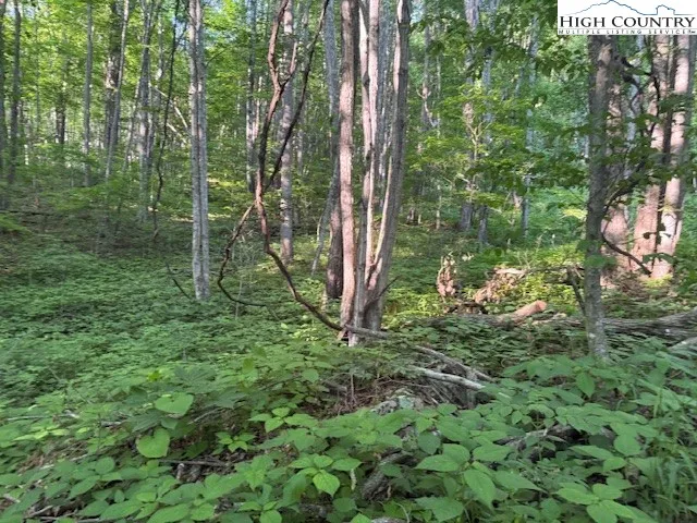a view of a lush green forest