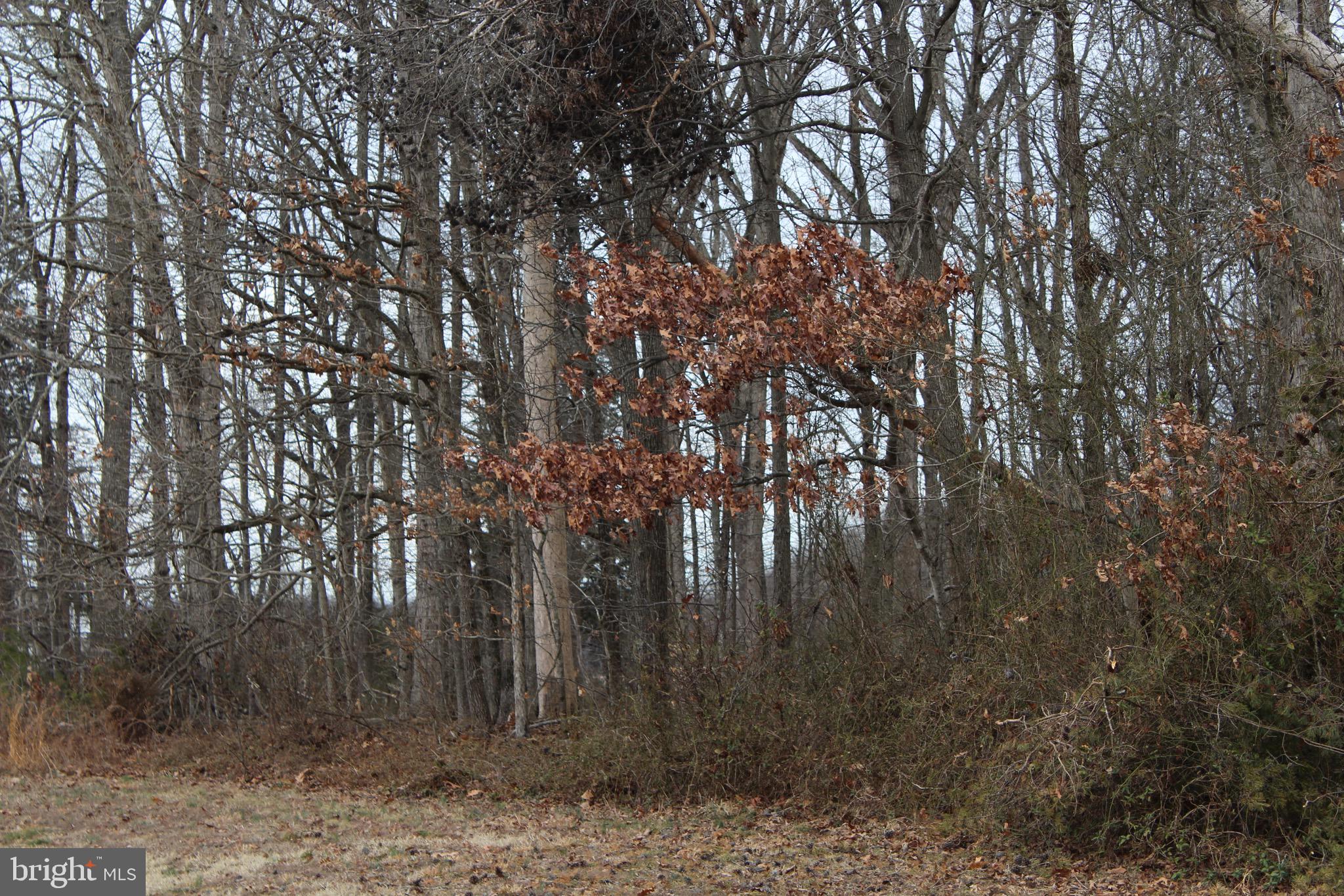 0 Horseshoe Road Culpeper, VA 22701 - Photo 1 of 1 Gallery Image 1
