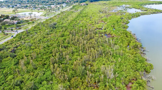 a view of a large yard with plants and large trees