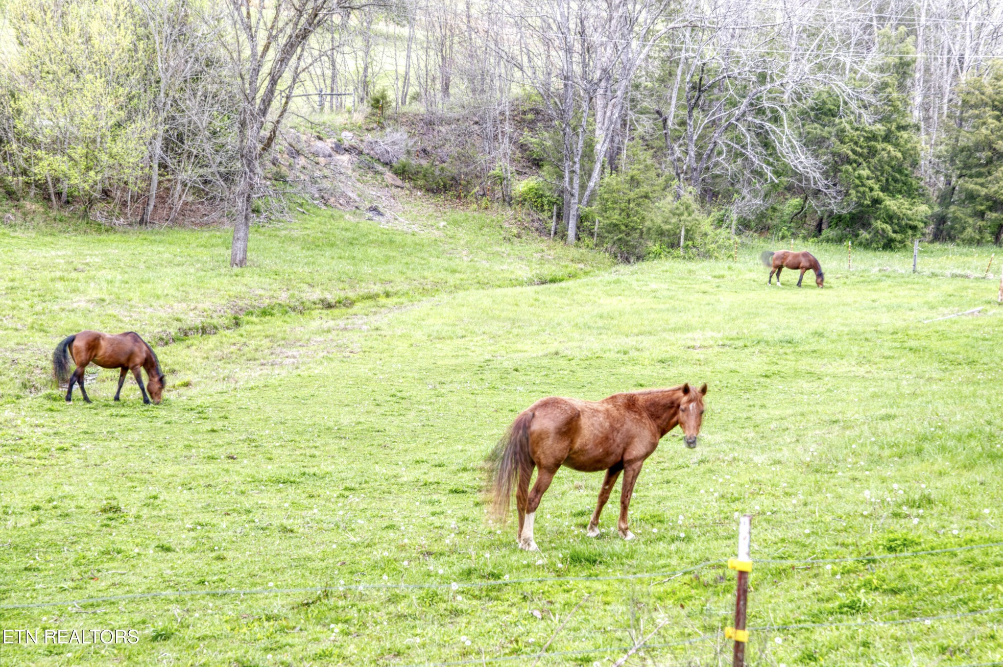 2226 Holt Town Road Newport, TN 37821 - Photo 53 of 60 Gallery Image 53