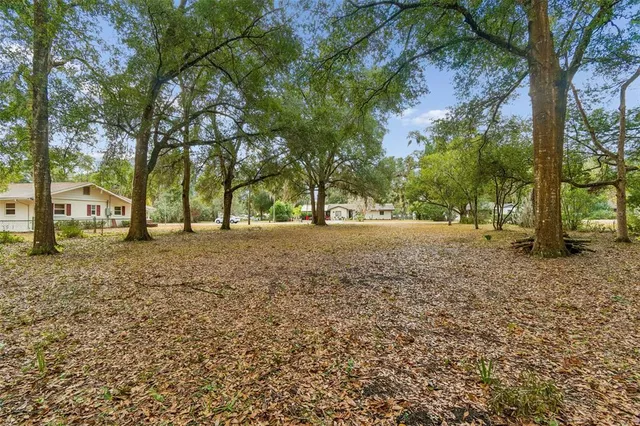 a view of road with large trees