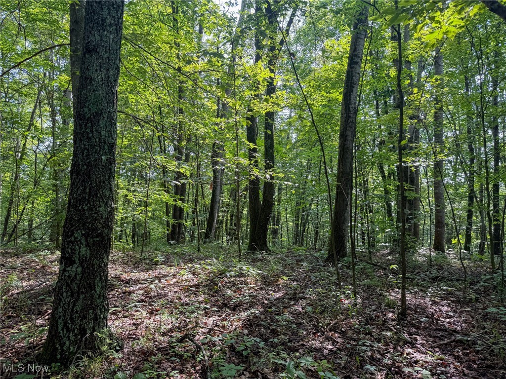 273 Twp Road Shawnee, OH 43782 - Photo 23 of 27 View of tree filled area