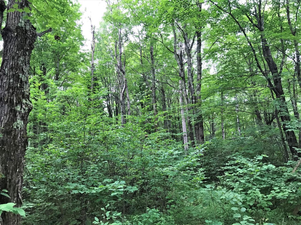 Off Newlin Road Brantwood, WI 54513 - Photo 8 of 12 Gallery Image 8