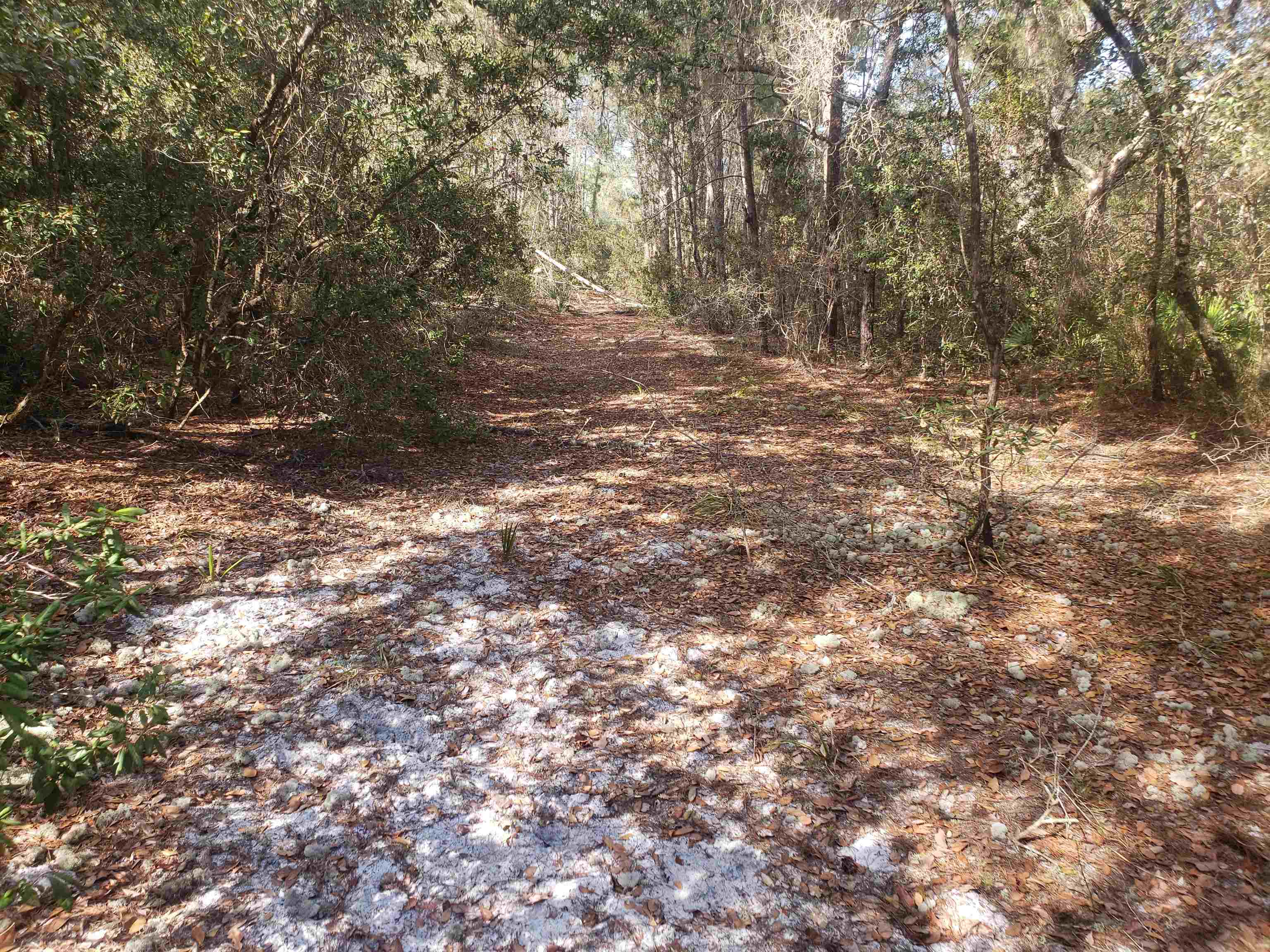 210 Clear Lake Road Crescent City, FL 32112 - Photo 8 of 10 Gallery Image 8