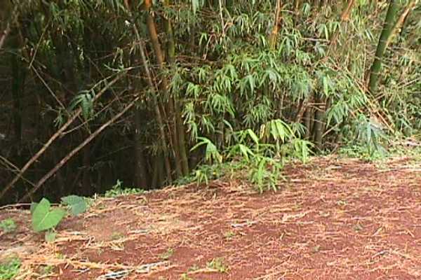 6671 Puupilo Road, Unit B Kapaa, HI 96746 - Photo 1 of 2 a view of a yard with plants and trees