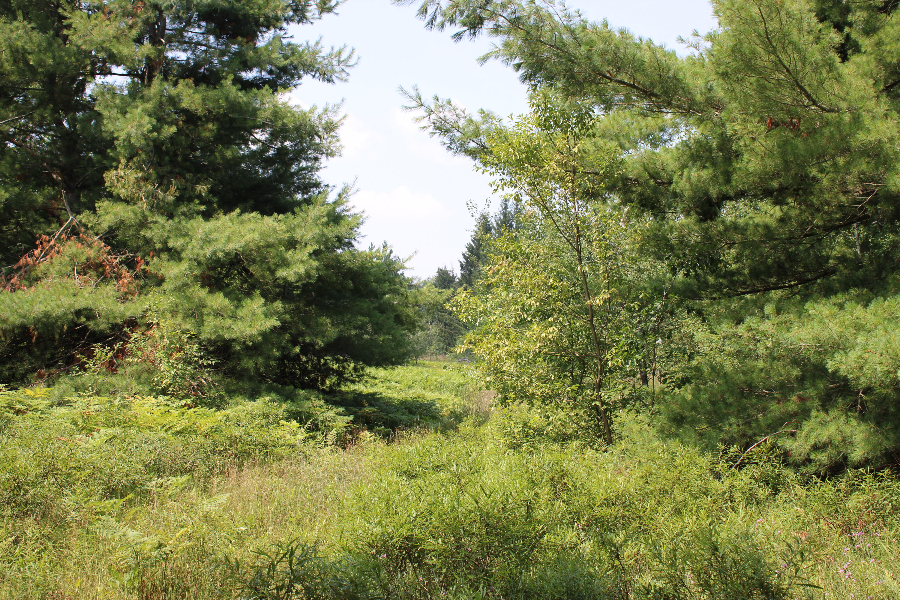 5626 Smith Road Lewiston, MI 49756 - Photo 41 of 50 28c
