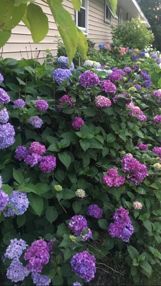 9188 Erdman Road Onekama, MI 49675 - Photo 33 of 33 hydrangeas