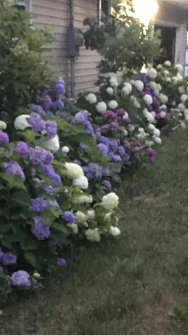 9188 Erdman Road Onekama, MI 49675 - Photo 4 of 33 Hydrangea gardens