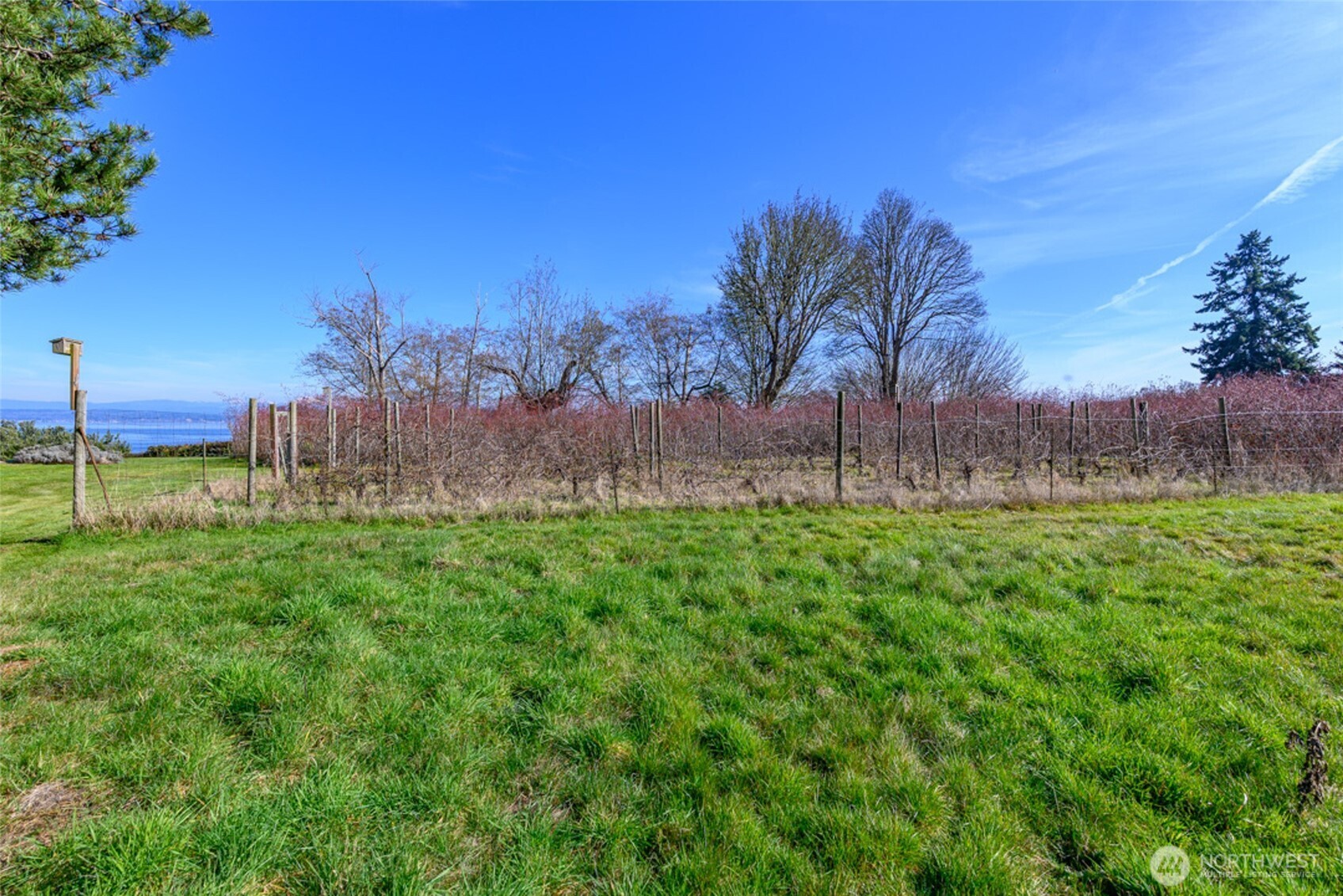 5477 Wilkinson Road Langley, WA 98260 - Photo 38 of 40 a view of a yard with an trees