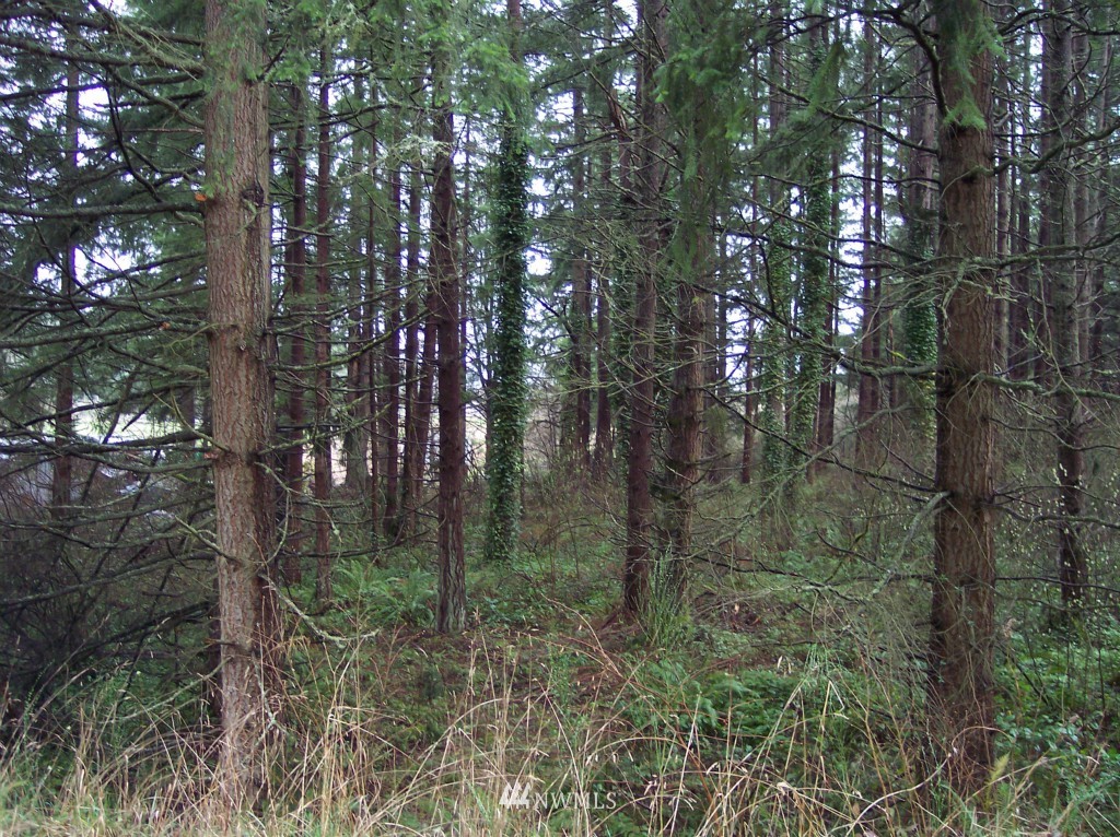 14318 Vail Cut Off Road Southeast Rainier, WA 98576 - Photo 4 of 9 Gallery Image 4