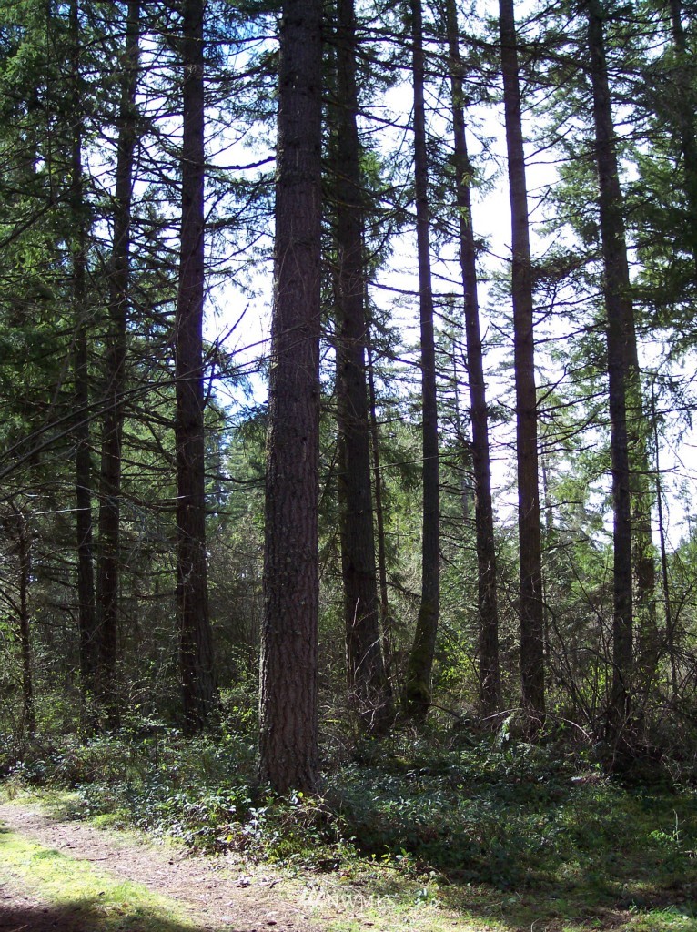 14318 Vail Cut Off Road Southeast Rainier, WA 98576 - Photo 8 of 9 Gallery Image 8