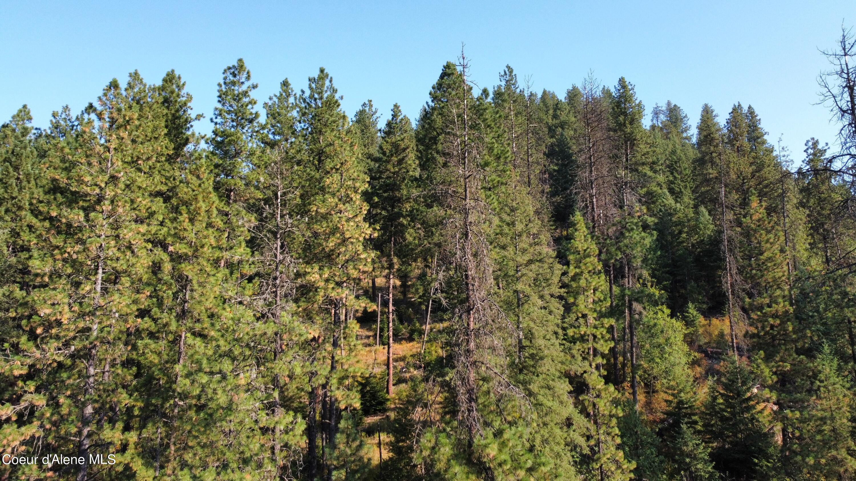 Nka St Maries River Road St. Maries, ID 83861 - Photo 4 of 6 dji_fly_20240822_083536_490_172434113192