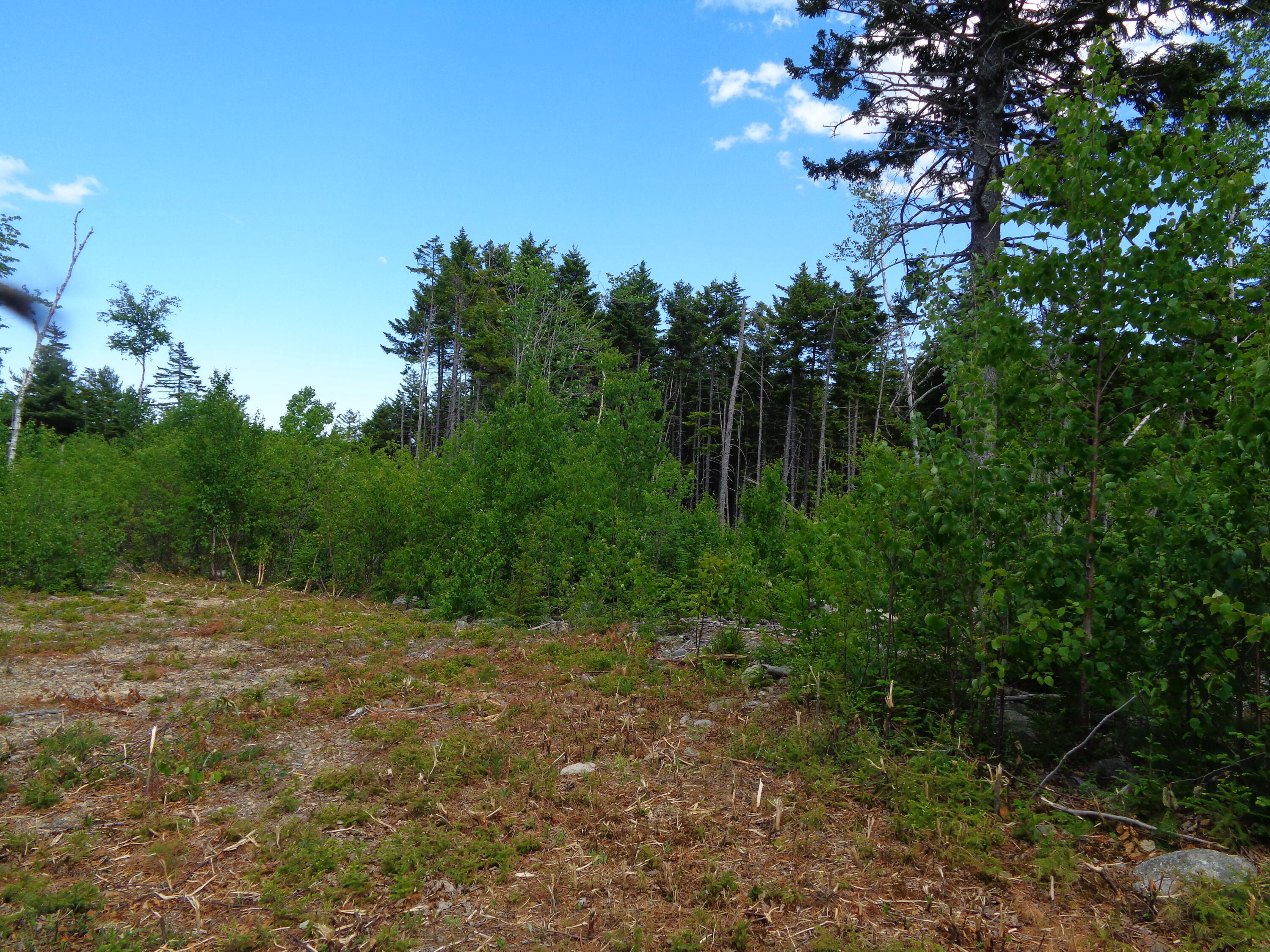 Lot 18 Pond Road Gouldsboro, ME 04607 - Photo 15 of 17 DSC04447