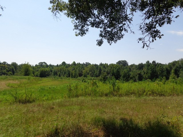 3469 Flint Young Road Utica, MS 39175 - Photo 6 of 18 Photo 6