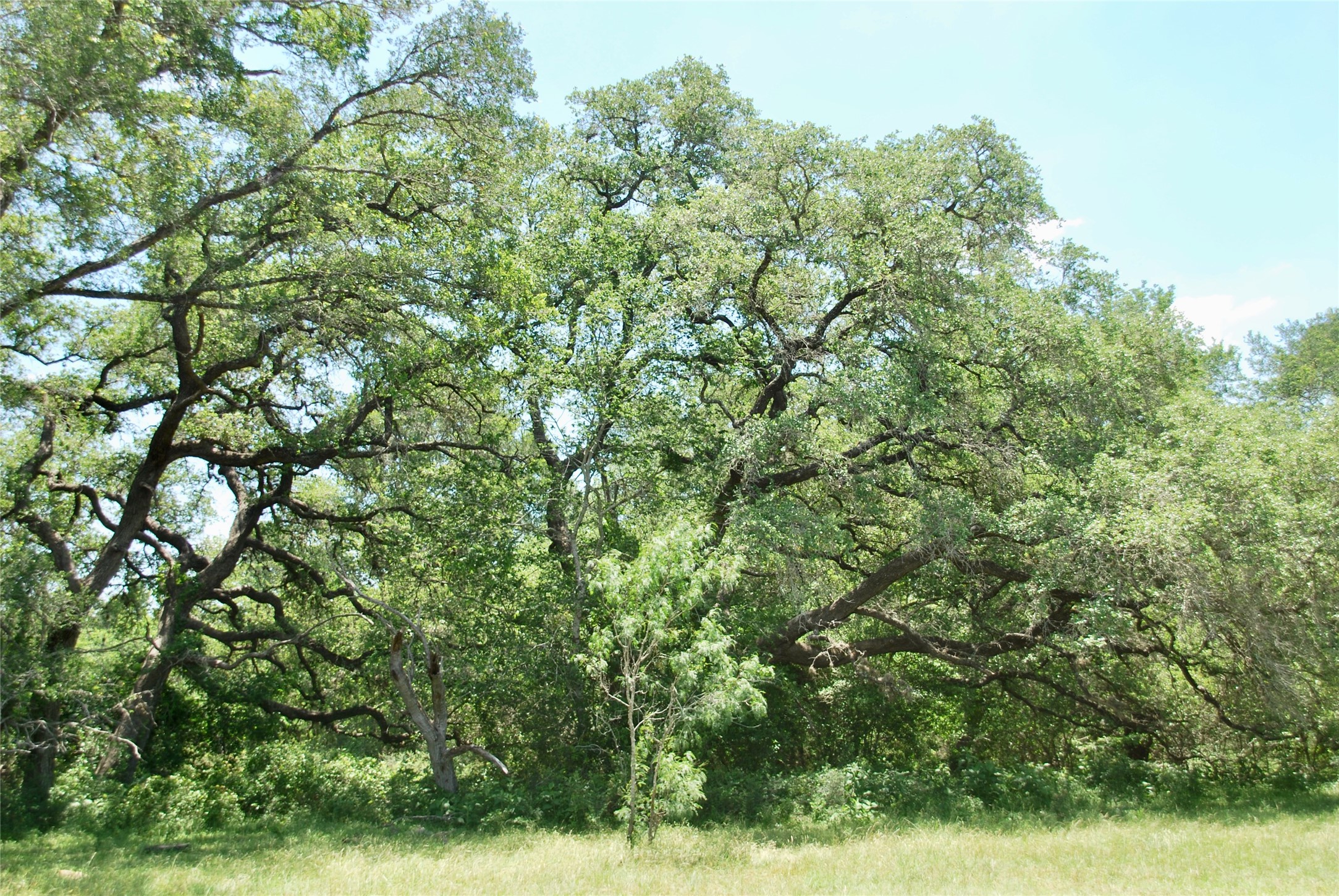2170 Langdon Road Weimar, TX 78962 - Photo 8 of 31