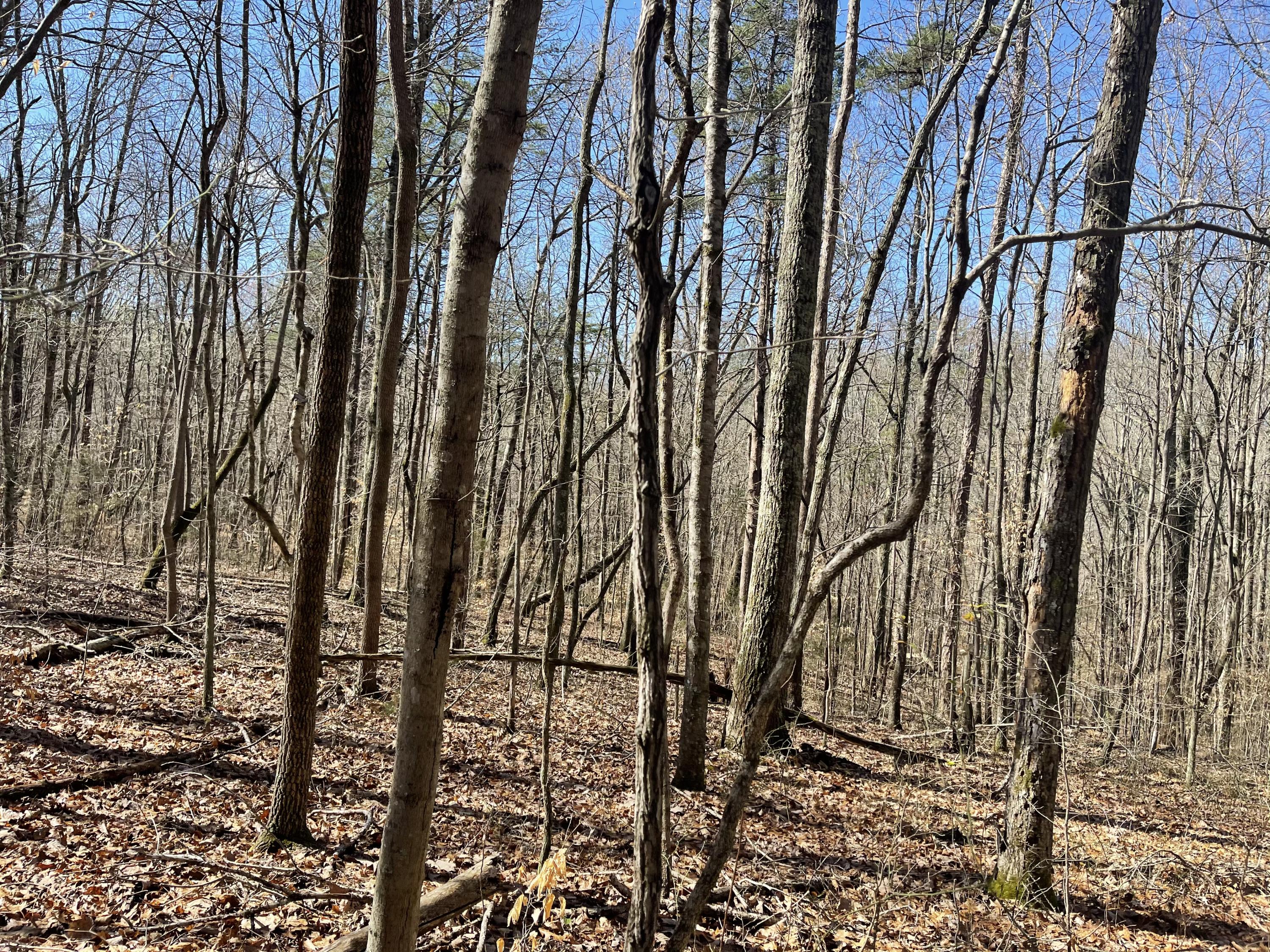 360 Heiskell Road Heiskell, TN 37754 - Photo 14 of 15 IMG_9502