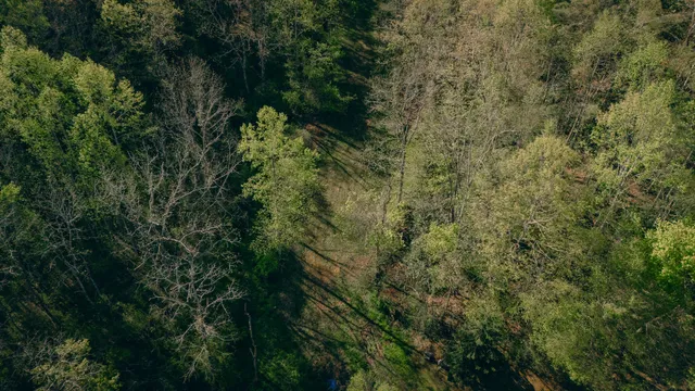 a view of a forest with a tree