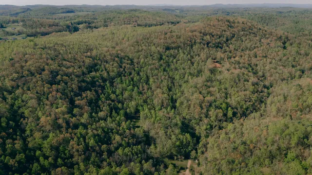 an aerial view of forest