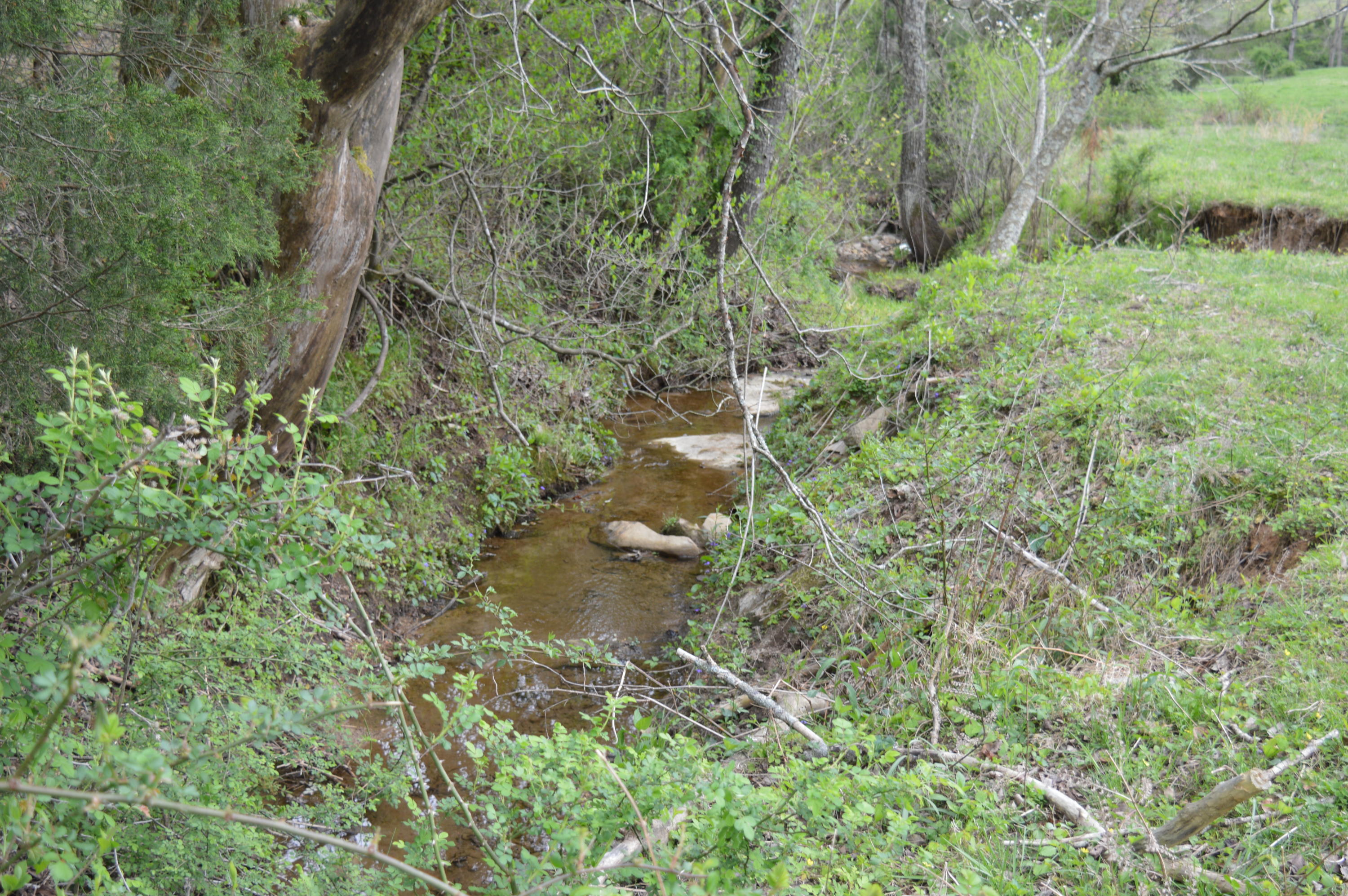 Davis Road Livingston, TN 38570 - Photo 14 of 16 Creek